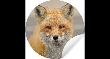 WallCircle - Muurstickers - Behangcirkel - Vos - Macro - Rood - ⌀ 30 cm - Muurcirkel - Zelfklevend - Ronde Behangsticker