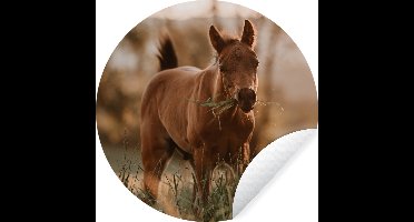 WallCircle - Muurstickers - Behangcirkel - Paard - Zon - Gras - ⌀ 30 cm - Muurcirkel - Zelfklevend - Ronde Behangsticker