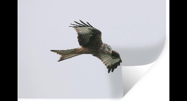 Muurstickers - Sticker Folie - Vogel - Roofvogel - Vliegen - 30x20 cm - Plakfolie - Muurstickers Kinderkamer - Zelfklevend Behang - Zelfklevend behangpapier - Stickerfolie