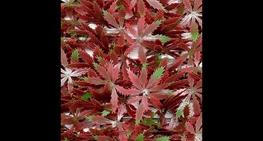 Buitengewoon de boet - Kunstplanten mat 50x50 cm esdoorn rood