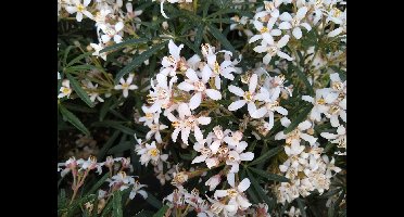 3 stuks Choisya 'White dazzler' | Mexicaanse oranjebloesem |Potmaat p9 | Wintergroen