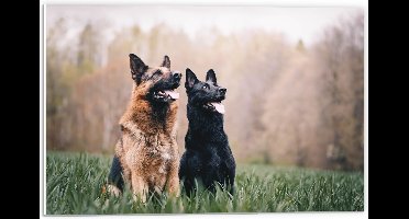 WallClassics - PVC Schuimplaat- Twee Herders Honden in het Gras - 60x40 cm Foto op PVC Schuimplaat