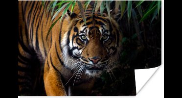 Poster Tijger - Bladeren - Jungle - Dieren - Wild - 30x20 cm