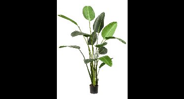 Emerald - Kunstplant Strelitzia 230cm - Kunstplant voor binnen