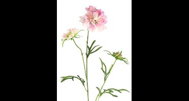 Countryfield Scabiosa Roze