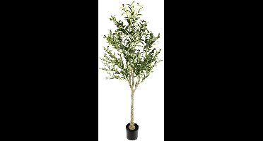Olea i/pot h150cm groen
