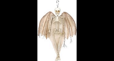Boland - Decoratie Skelet engel - Horror - Halloween - Versiering