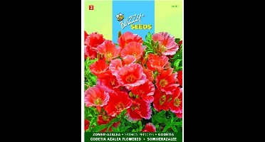 Zomerazalea Salmon Princess - Godetia grandiflora