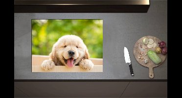 Inductieplaat Beschermer - Blije Golden Retriever Puppy in Kartonnen Doos - 70x52 cm - 2 mm Dik - Inductie Beschermer - Bescherming Inductiekookplaat - Kookplaat Beschermer van Wit Vinyl
