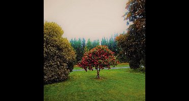 The Bats - Foothills (CD)