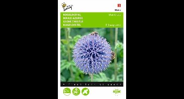 Buzzy® Echinops, Kogeldistel Blue Globe