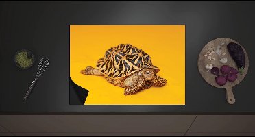 Inductie Beschermer - Kleine Schildpad op Gele Achtergrond - 70x52 cm - 2 mm Dik - Inductieplaat Beschermer met zwarte kern