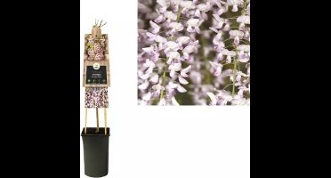 KLIMPLANT WISTERIA FLORIBUNDA ROSEA - ROZE BLAUWEREGEN