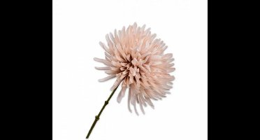 Chrysant tak beige 60 cm
