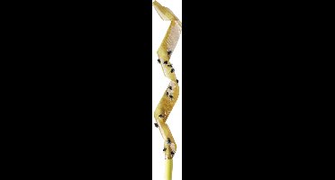 AEROXON Vliegenvangers Oudste & Milieuvriendelijkste Methode Om Vliegen Te Bestrijden Gifvrij & Reukloos - 4 stuks x 2