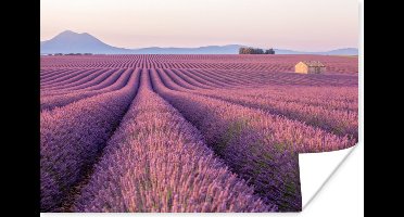 Poster Uitgerekt paars lavendelveld tussen bergen - 30x20 cm