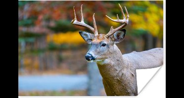 Poster Dierenkop - Hert - Water - 30x20 cm