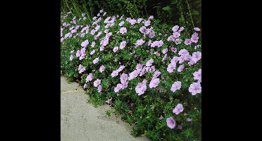 6 x Ooievaarsbek Roze|Wit - Bloeiende Bodembedekker Winterhard - Geranium sanguineum striatum in 9x9cm pot met hoogte 5-10cm