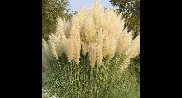 6 x Laag Pampasgras Geel|Wit - Hoog Siergras - Cortaderia selloana Pumila in 9x9cm pot met hoogte 5-10cm