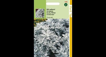 Hortitops Zaden - Cineraria (Senecio) Maritima Diamant