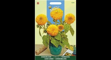 Zonnebloem Sungold dubbelbloemig laag - Helianthus annuus