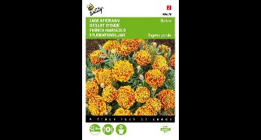 Afrikaan Bolero - Tagetes patula nana