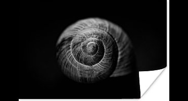 Poster Slak - Dieren - Zwart - Wit - Slakkenhuis - 30x20 cm