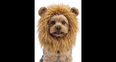 Holland Animal Care Oranje Manen - S - WK Hondenkostuum - Tooi - Hondenmuts - Hondenspeelgoed - Oranje Leeuw