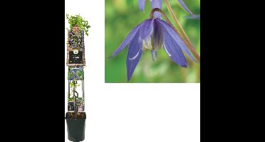 Klimplant Clematis alpina (Bosrank) 120cm