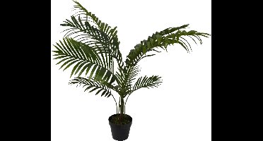 Areca - 100 cm