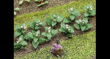 Faller - 14 Tabaksplanten