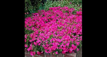 50 x Kruipphlox of Vlambloem Roze - Bodembedekker Wintergroen - Phlox subulata 'MacDaniel's Cushion' in 9x9cm pot met hoogte 5-10cm