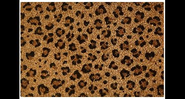 MD Entree - Deurmat - Kokosmat - Freestyle Safari - 40 x 60 cm