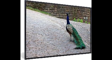 Fotolijst incl. Poster - Pauw - Veren - Stenen - 30x20 cm - Posterlijst