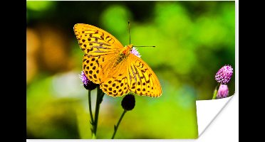 Poster Vlinder - Tijger - Bloem - 30x20 cm