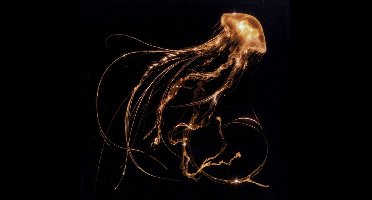 Back to the Water Below