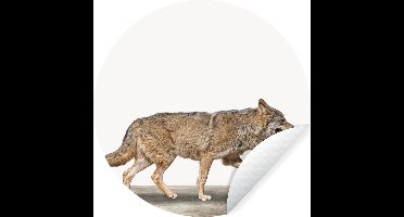 WallCircle - Muurstickers - Behangcirkel - Wolf - Wit - Dieren - Jongens - Kids - Kinderen - ⌀ 30 cm - Muurcirkel - Zelfklevend - Ronde Behangsticker