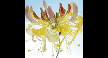 Kunstdruk Ingrid Ulmer - Ballet 50x50cm