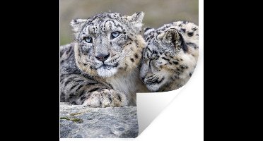 Muurstickers - Sticker Folie - Sneeuwpanters - Stenen - Portret - 30x30 cm - Plakfolie - Muurstickers Kinderkamer - Zelfklevend Behang - Zelfklevend behangpapier - Stickerfolie