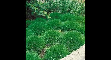 50 x Berenvel of Zwenkgras - Winterhard Siergras - Festuca gautieri in 9x9cm pot met hoogte 5-10cm