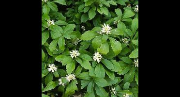 12 x Schaduwkruid of Dikkemanskruid - Wintergroene Bodembedekker - Pachysandra terminalis in 9x9cm pot met hoogte 5-10cm