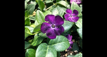 12 x Paarse Maagdenpalm - Bodembedekkers Planten - Winterharde Tuinplanten - Vaste Planten - Vinca minor 'Atropurpurea' in 9x9cm pot met hoogte 5-10cm