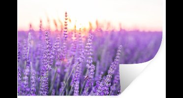 Muurstickers - Sticker Folie - Lavendel - Close-up - Paars - Bloemen - 30x20 cm - Plakfolie - Muurstickers Kinderkamer - Zelfklevend Behang - Zelfklevend behangpapier - Stickerfolie