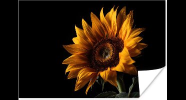 Poster Bloemen - Botanisch - Zwart - Zonnebloem - 30x20 cm