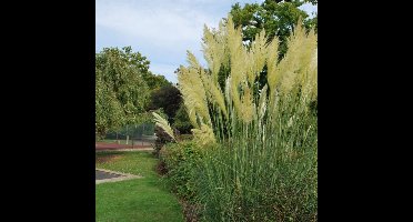 8 x Pampasgras Wit XL - Hoog Siergras - Cortaderia selloana in C2(liter) pot met hoogte 10 - 40cm