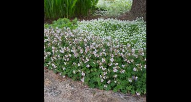 8 x Ooievaarsbek XL Wit - Winterharde Bodembedekker - Geranium Biokovo in C2(liter) pot met hoogte 0 - 30cm