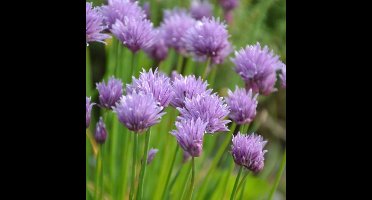 50 x Bieslook Kruidenplant - Tuinkruiden Kweken - Allium schoenoprasum in 9x9cm pot met hoogte 5-10cm
