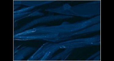 Folia raffia ultramarijn