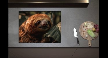 Inductieplaat Beschermer - Bruin luiaard in boom steunt zijn hoofd op blad - 70x52 cm - 2 mm Dik - Inductie Beschermer - Bescherming Inductiekookplaat - Kookplaat Beschermer van Wit Vinyl