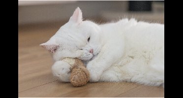 Beeztees Catnip Eikel Terry
